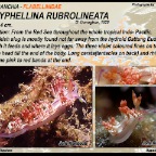 Coryphellina rubrolineata - Flabellinidae