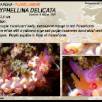 Coryphellina delicata - Flabellinidae