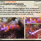 Samla rubropurpurata - Flabellinidae