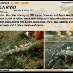 Samla riwo - Flabellinidae