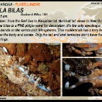 Samla bilas - Flabellinidae