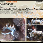 Samla bicolor - Flabellinidae