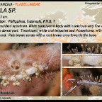 Samla sp. - Flabellinidae