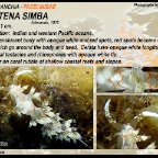 Cratena simba - Facelinidae