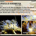 Sakuraeolis kirembosa - Facelinidae