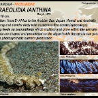 Pteraeolidia ianthina - Facelinidae