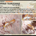Favorinus tsuruganus - Aeolidiidae