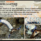 Cerberilla affinis - Aeolidiidae