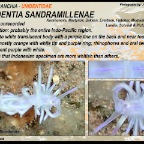 Unidentia sandramillenae - Unidentidae