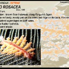 Doto rosacea - Dotidae