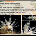 Eubranchus virginalis - Eubranchidae