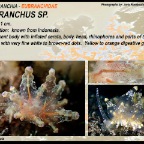 Eubranchus sp. -  Eubranchidae