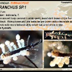 Eubranchus sp1 - Eubranchidae