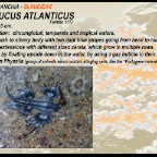 Glaucus atlanticus - Glaucidae