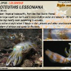 Sepiotheuthis lessoniana - Bigfin reef squid