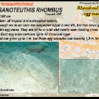 Thysanoteuthis rhombus - egg capsule