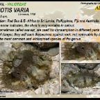 Haliotis varia - Archaeogastropoda
