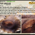 Scutus sp. - Fissurellidae