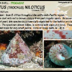 Tectus niloticus - Trochidae