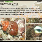 Turbo petholatus - Turbinidae