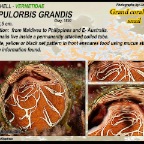 Serpulorbis grandis - Vermetidae