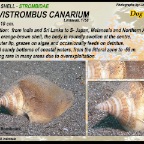 Laevistrombus canarium - Strombidae
