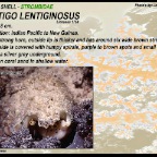 Lentigo lentiginosus - Strombidae