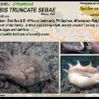 Lambis truncate sebae - Spider conch