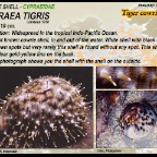 Cypraea tigris - Tiger cowrie shell