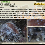 Lyncina vitellus - Cypraeidae