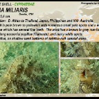 Naria miliaris - Cypraeidae
