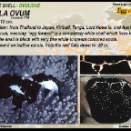 Ovula ovum - Egg cowrie
