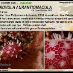 Diminovula aurantiomacula - Ovulidae