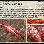 Phenacovolva rosea - Ovulidae