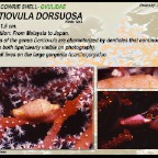 Dentiovula dorsuosa - Ovulidae