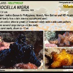 Coriocella nigra - Velutin shell