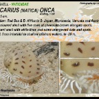 Naticarius onca - Naticiidae