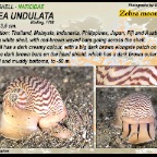 Tanea undulata - Naticidae