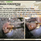 Casmaria ponderosa - Cassidae