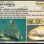 Cassis cornuta - Cassidae