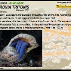 Charonia tritonis -  Triton's trumpet