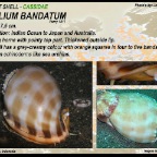 Phalium bandatum - Cassidae