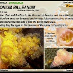 Epitonium  billeanum - Wentletrap