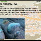 Thyca crystallina - Thycidae