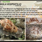 Cymbiola vespertilio - Volutidae