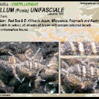 Vexillum unifasciale - Costellariidae
