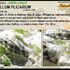 Vexillum plicarium - Costellariidae