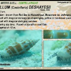 Vexillum deshayesii - Costellariidae