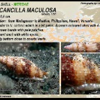Neocancilla maculosa - Mitridae