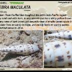 Conus  leopardus - Leopard cone shell